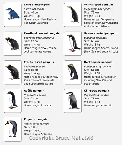 New Zealand Penguins